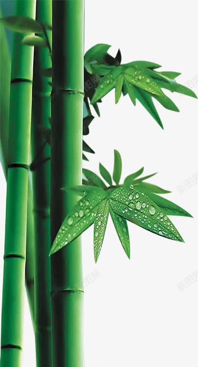 手绘绿色清新竹叶海报装饰png免抠素材_新图网 https://ixintu.com 海报 清新 竹叶 绿色 装饰