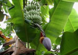 绿色椰子芭蕉树叶素材