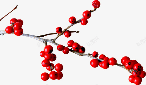 红色灯笼果药材png免抠素材_新图网 https://ixintu.com 果药材 灯笼 红色