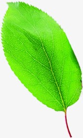 手绘夏季绿色植物树叶装饰png免抠素材_新图网 https://ixintu.com 夏季 树叶 绿色植物 装饰