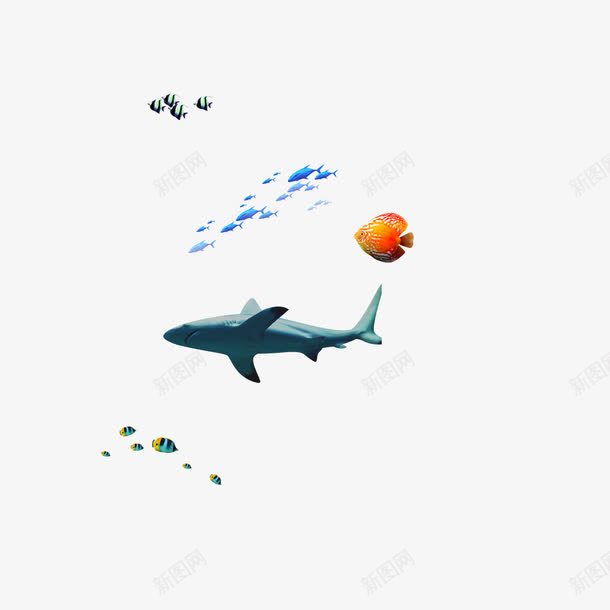 海洋生物psd免抠素材_新图网 https://ixintu.com 鱼 鱼群 鲨鱼