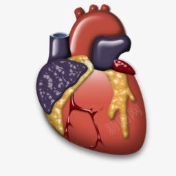 cardiology图标png_新图网 https://ixintu.com 心脏