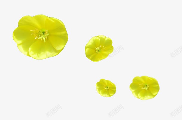 月见草飘花png免抠素材_新图网 https://ixintu.com 月见草 植物 花卉 花朵 花飘落 草本 药物 飘花 黄色花