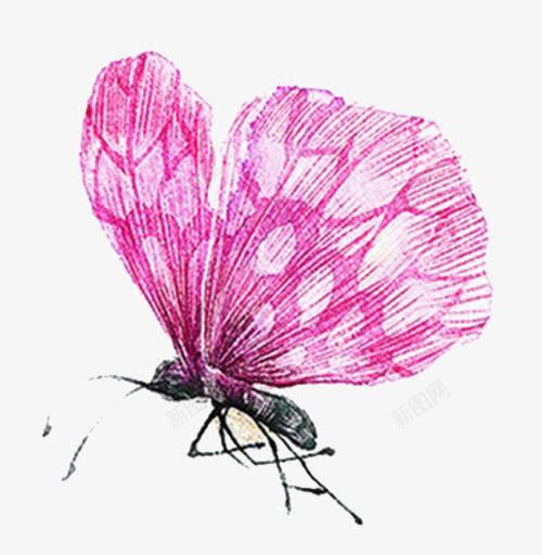 白点粉红色蝴蝶png免抠素材_新图网 https://ixintu.com 动物 生物素材 白点 粉色 蝴蝶