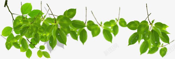 春天绿色光效植物树叶png免抠素材_新图网 https://ixintu.com 春天 树叶 植物 色光
