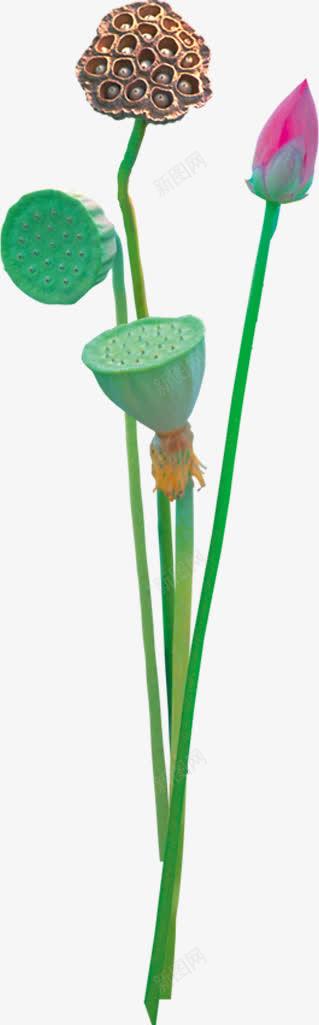 粉色花苞莲子装饰png免抠素材_新图网 https://ixintu.com 粉色 花苞 莲子 装饰