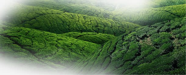 唯美清新山坡山装饰png免抠素材_新图网 https://ixintu.com 唯美 山 山坡 清新 绿色 装饰