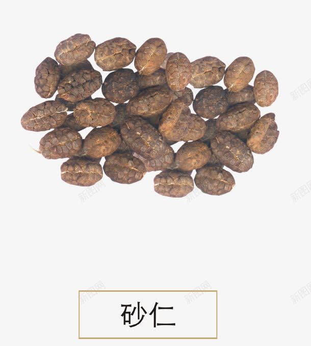 砂仁png免抠素材_新图网 https://ixintu.com 中医 中草药 中药 草药