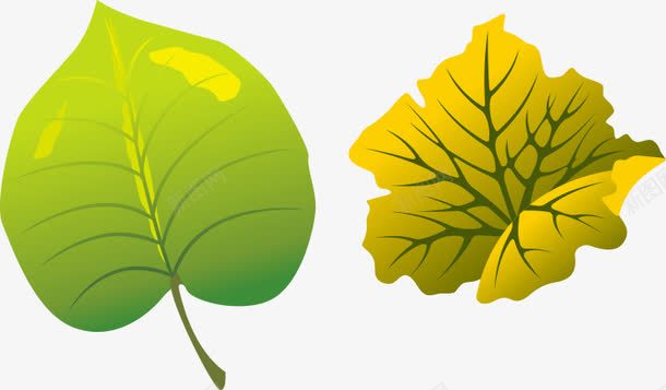 两片飘落的树叶png免抠素材_新图网 https://ixintu.com 叶子 杨树叶 树叶 绿叶