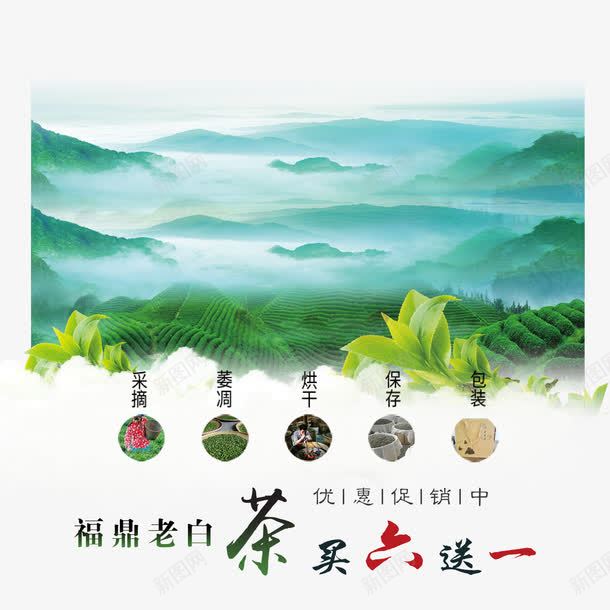 福鼎白茶绿色海报png免抠素材_新图网 https://ixintu.com 海报 白茶 福鼎 福鼎白茶 绿色