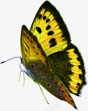 黄色卡通手绘蝴蝶季节png免抠素材_新图网 https://ixintu.com 卡通 季节 蝴蝶 黄色