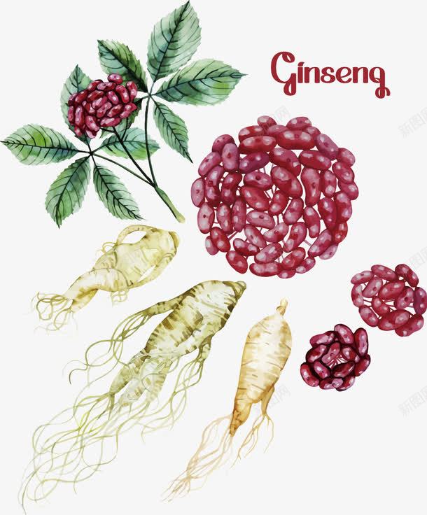 人参植物矢量图eps免抠素材_新图网 https://ixintu.com 人参 植物 红色 草药 矢量图