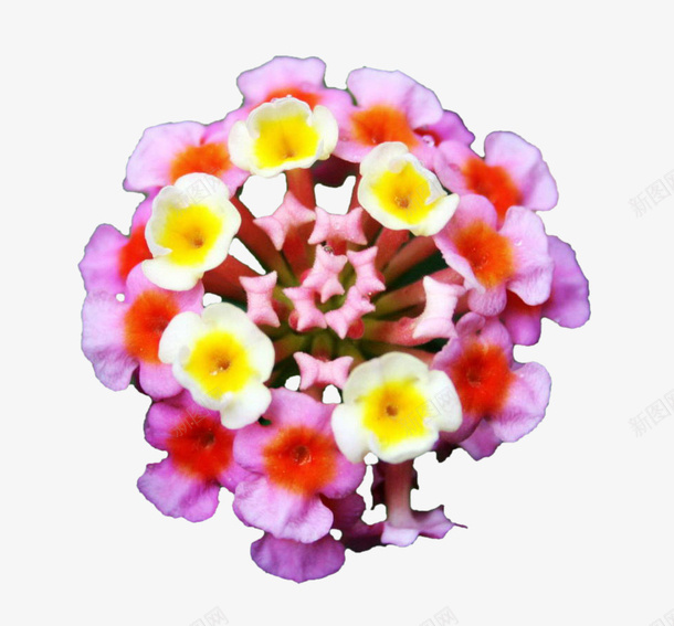 一朵五色梅png免抠素材_新图网 https://ixintu.com 五彩花 大红绣球 植物 花卉 花朵