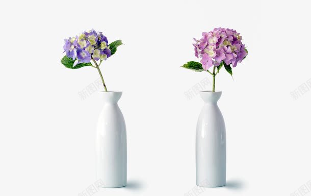 两朵装饰插花rpng免抠素材_新图网 https://ixintu.com 插花 时尚 简约 装饰