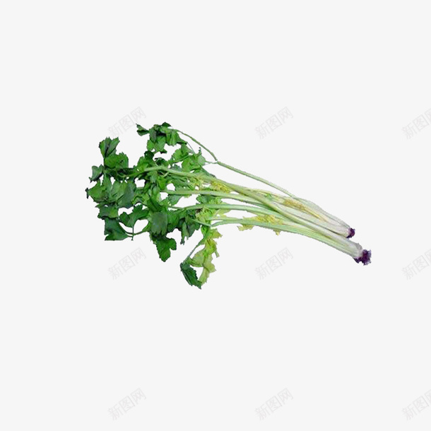 芹菜芹菜绿色png免抠素材_新图网 https://ixintu.com 健康食材 简图 绿色植物 芹菜 芹菜叶子 芹菜根