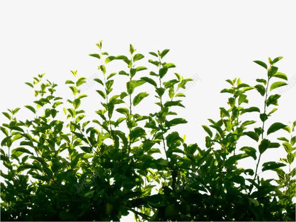 草绿色植物树叶叶子png免抠素材_新图网 https://ixintu.com 叶子 树叶 植物 草绿色