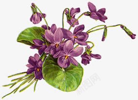 手绘花素描手绘花图案紫色花朵图标图标