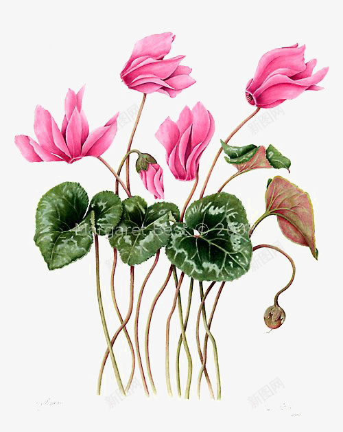 粉色花朵png免抠素材_新图网 https://ixintu.com 创意花朵 小花 水彩花朵 绿色叶片