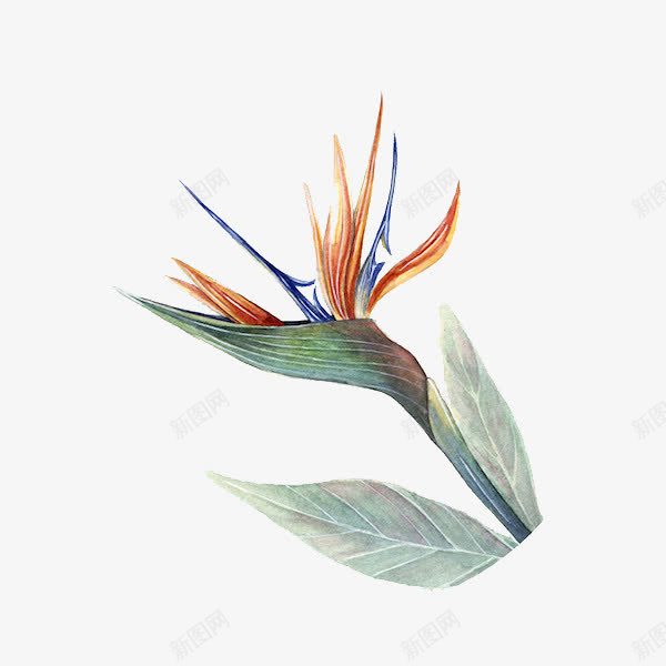 手绘凤尾花png免抠素材_新图网 https://ixintu.com 凤尾花 叶子 手绘 花朵
