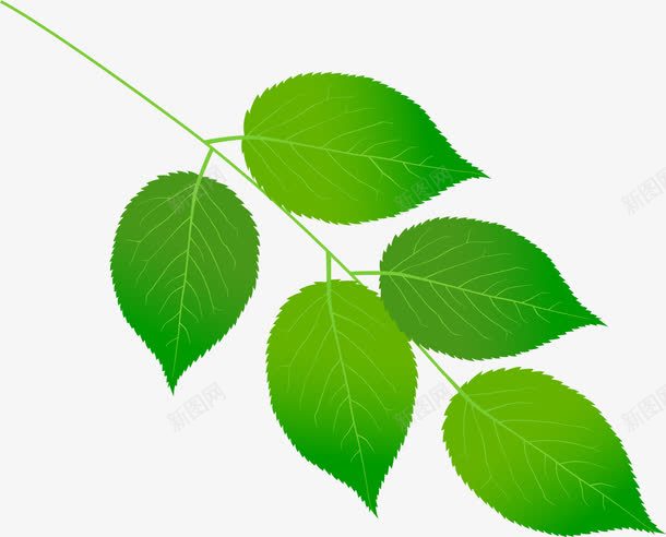 唯美清晰绿色的树叶png免抠素材_新图网 https://ixintu.com 唯美 树叶 清晰 绿色