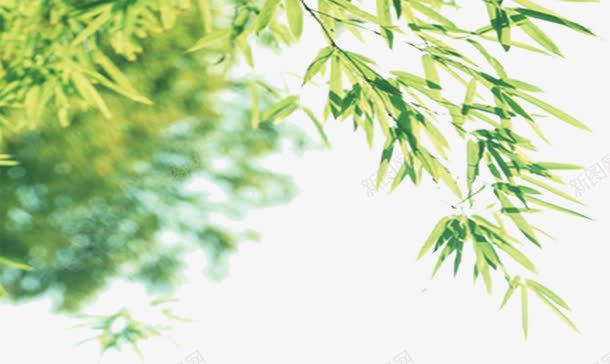 清新竹叶树叶风景png免抠素材_新图网 https://ixintu.com 树叶 清新 竹叶 风景