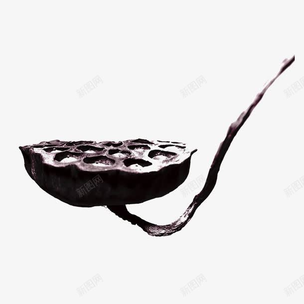 黑色的莲蓬头png免抠素材_新图网 https://ixintu.com 枯萎头 花籽 莲蓬 莲蓬头