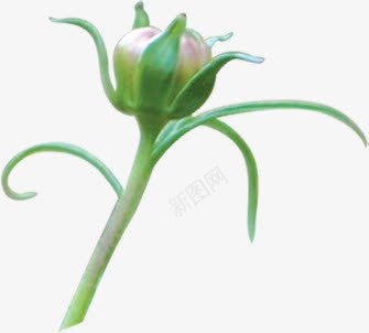 春天美景花苞待放png免抠素材_新图网 https://ixintu.com 春天 美景 花苞