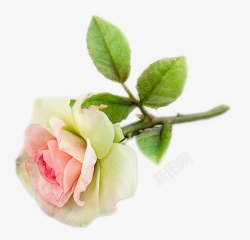 一朵粉色玫瑰花带叶子素材