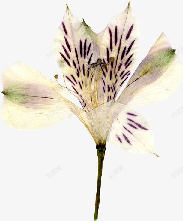 精美压花干花黄色花朵png免抠素材_新图网 https://ixintu.com 压花 干花 精美 花朵 黄色