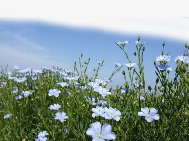 亚麻籽花png免抠素材_新图网 https://ixintu.com 浜氶夯绫借姳 浜氶夯绫借姳涓 绱 閲庡 闃冲厜涓嬩簹楹荤苯鑺
