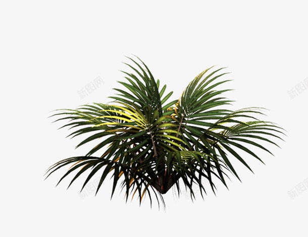 藓类png免抠素材_新图网 https://ixintu.com 侏罗纪 植物 藓类