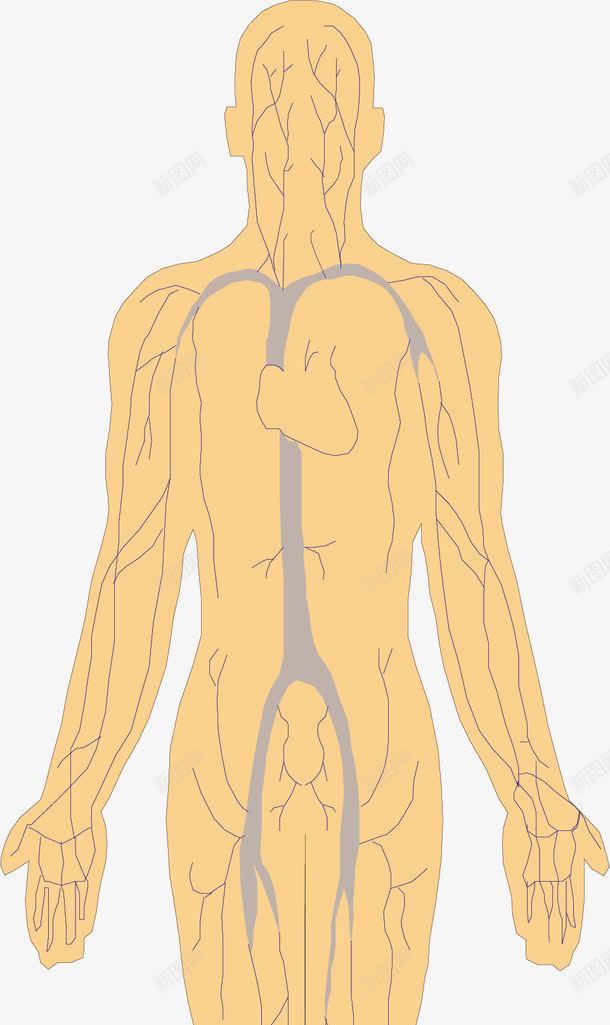 人体血管png免抠素材_新图网 https://ixintu.com 人体器官 人体血管 医疗健康 医疗卡通 医疗器材 医疗器械 医疗科技 医疗科研