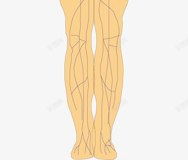 人体血管png免抠素材_新图网 https://ixintu.com 人体器官 人体血管 医疗健康 医疗卡通 医疗器材 医疗器械 医疗科技 医疗科研