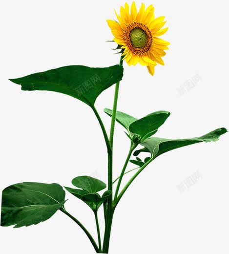 清新夏季黄色向日葵植物png免抠素材_新图网 https://ixintu.com 向日葵 夏季 植物 清新 黄色