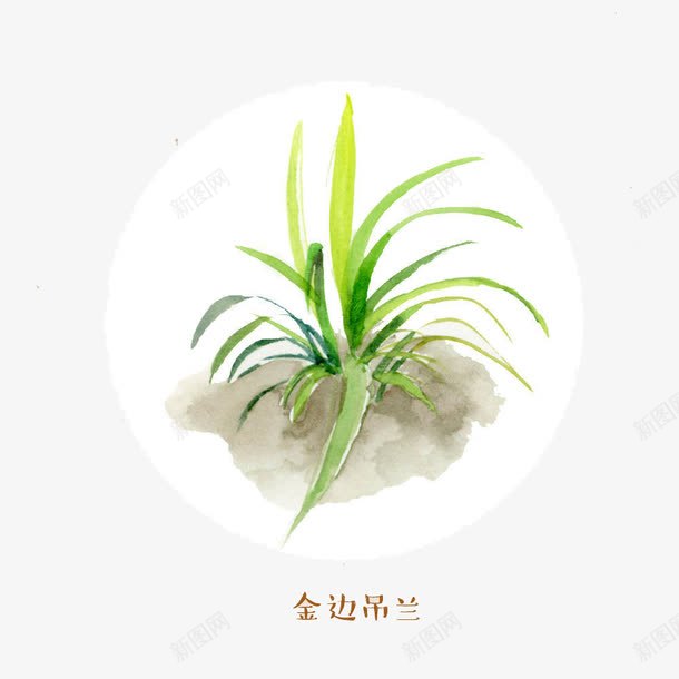 金边吊兰蕨类png免抠素材_新图网 https://ixintu.com 手绘 插画 蕨类 金边吊兰
