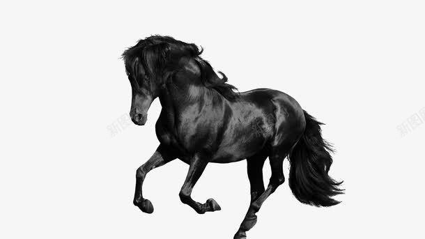 黑色奔驰的骏马png免抠素材_新图网 https://ixintu.com PNG素材 动物 骏马 黑色