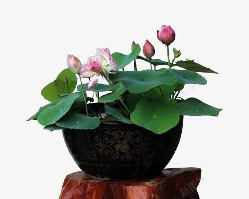 碗莲水培植物png免抠素材_新图网 https://ixintu.com 净化空气 植物 水培 水培植物 清新 碗莲 绿色 花朵 装饰