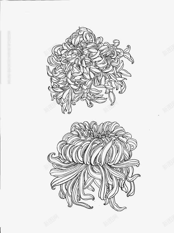 花卉白描png免抠素材_新图网 https://ixintu.com 中国 国画 工笔画 白描 花卉
