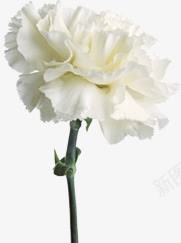 白色春天花朵美景节日png免抠素材_新图网 https://ixintu.com 春天 白色 美景 节日 花朵