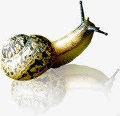 可爱爬行蜗牛动物png免抠素材_新图网 https://ixintu.com 动物 可爱 爬行 蜗牛