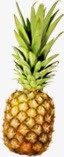水果成熟菠萝凤梨png免抠素材_新图网 https://ixintu.com 凤梨 成熟 水果 菠萝
