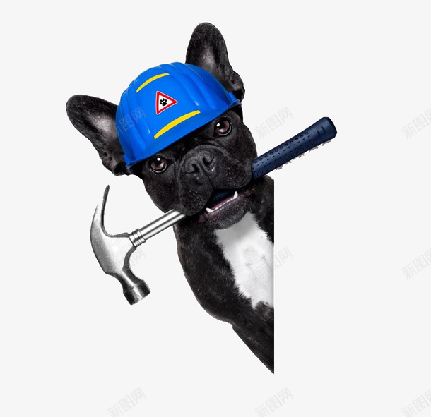 狗狗安装工png免抠素材_新图网 https://ixintu.com 卡通 宠物 帽子 手绘 狗狗 锤子