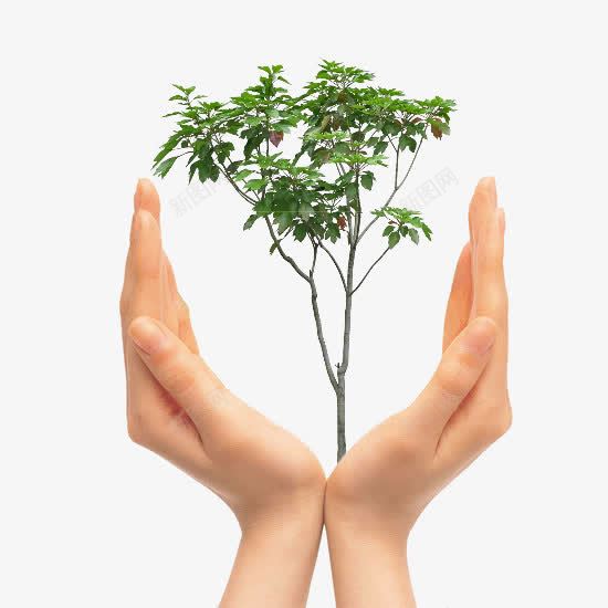 长在手掌上的小树png免抠素材_新图网 https://ixintu.com 平面设计 广告设计 手掌 手掌树
