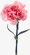 粉色鲜花康乃馨花朵装饰png免抠素材_新图网 https://ixintu.com 康乃馨 粉色 花朵 装饰 鲜花
