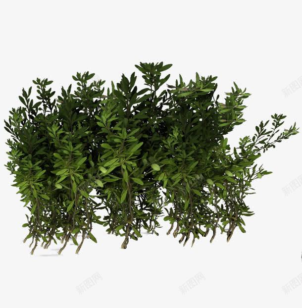 植物草飘动草本绿叶png免抠素材_新图网 https://ixintu.com 植物 绿叶 草 草本 飘动