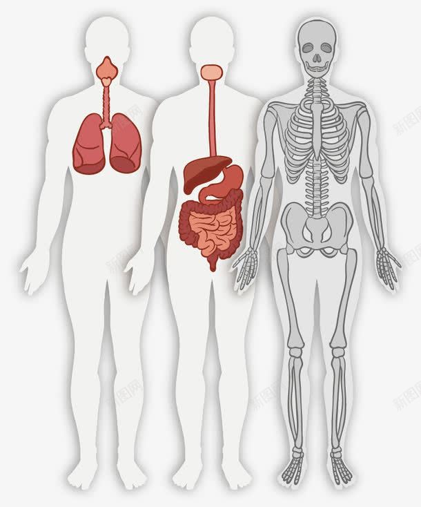 手绘人体png免抠素材_新图网 https://ixintu.com 人体 器官 手绘 标本