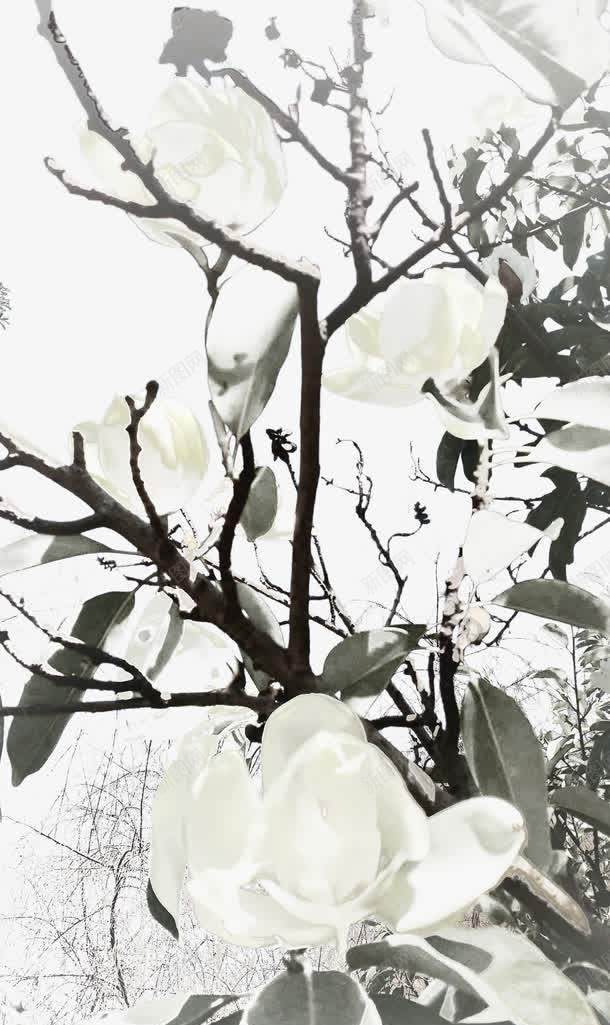 茶花白色png免抠素材_新图网 https://ixintu.com 家具摆设 晚秋 白色茶花 观赏花