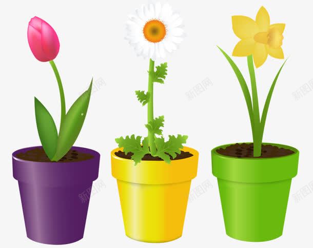 三盆鲜花png免抠素材_新图网 https://ixintu.com 手绘 甘菊 郁金香 鲜花