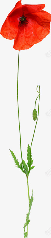 虞美人png免抠素材_新图网 https://ixintu.com 红色 虞美人 鲜花