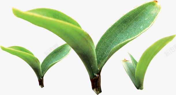 清新生长树叶发芽植物png免抠素材_新图网 https://ixintu.com 发芽 树叶 植物 清新 生长